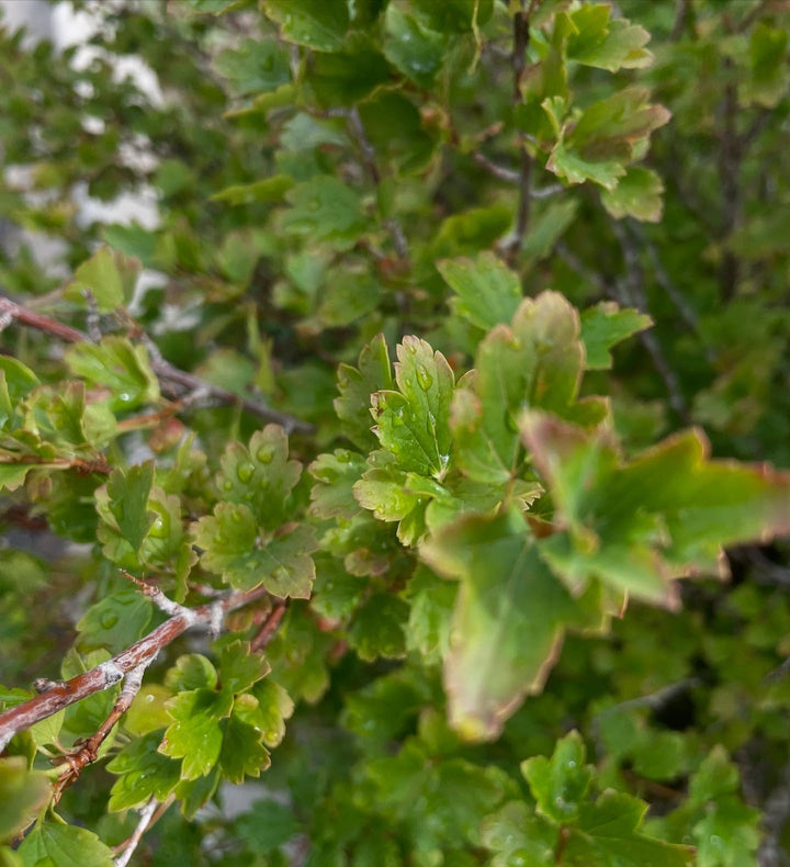 alpine currant, cool parking lot find, image 2 of 3