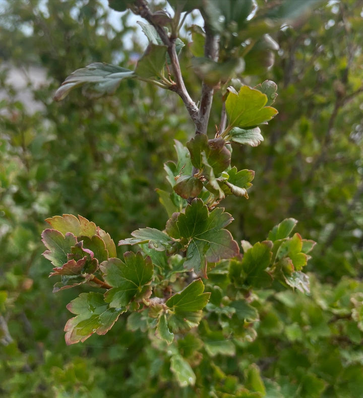 alpine currant, cool parking lot find, image 3 of 3