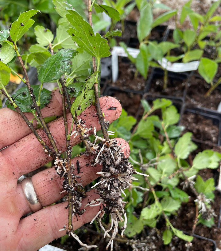 alpine currant from semi-hardwood cuttings at about three weeks, image 1 of 2