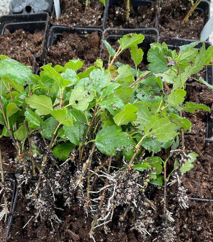 alpine currant from semi-hardwood cuttings at about three weeks, image 2 of 2