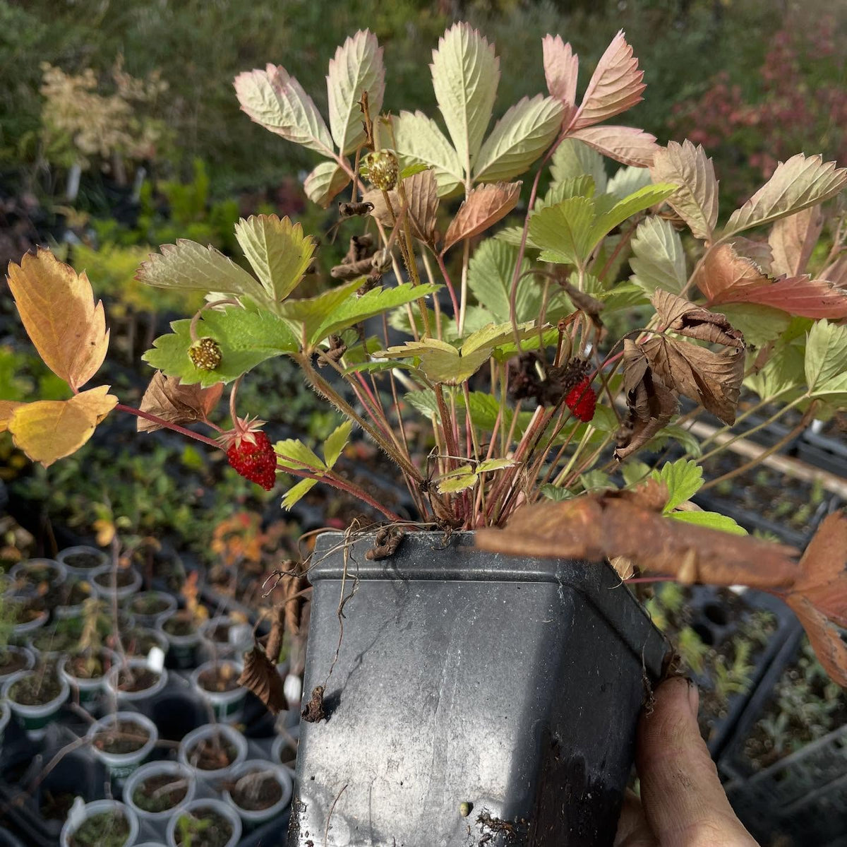 alpine strawberries fruiting into october, image 1 of 3