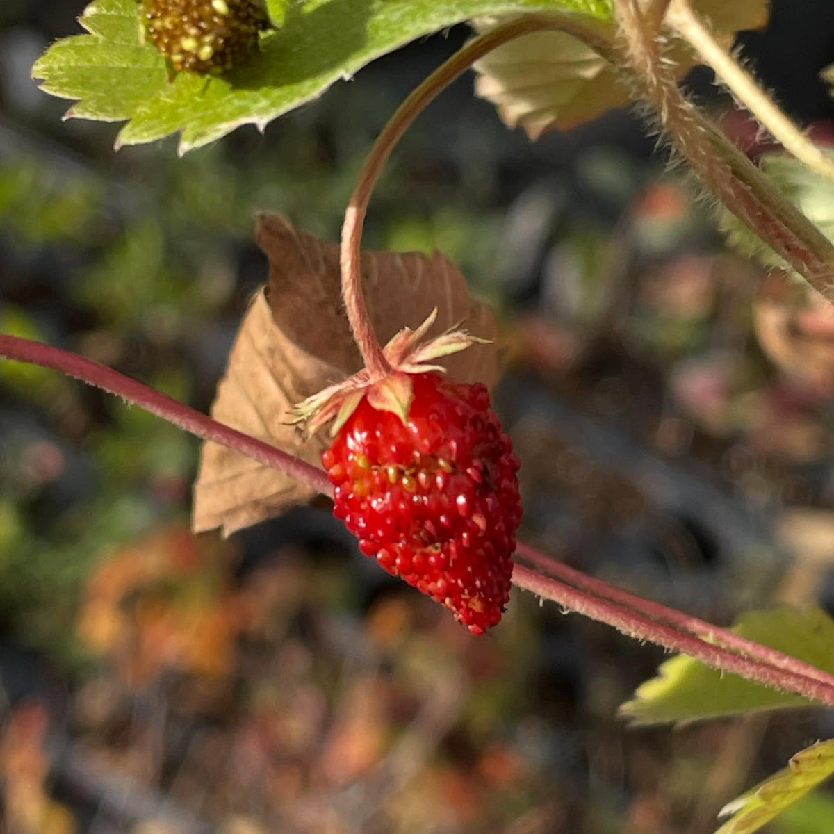 alpine strawberries fruiting into october, image 2 of 3
