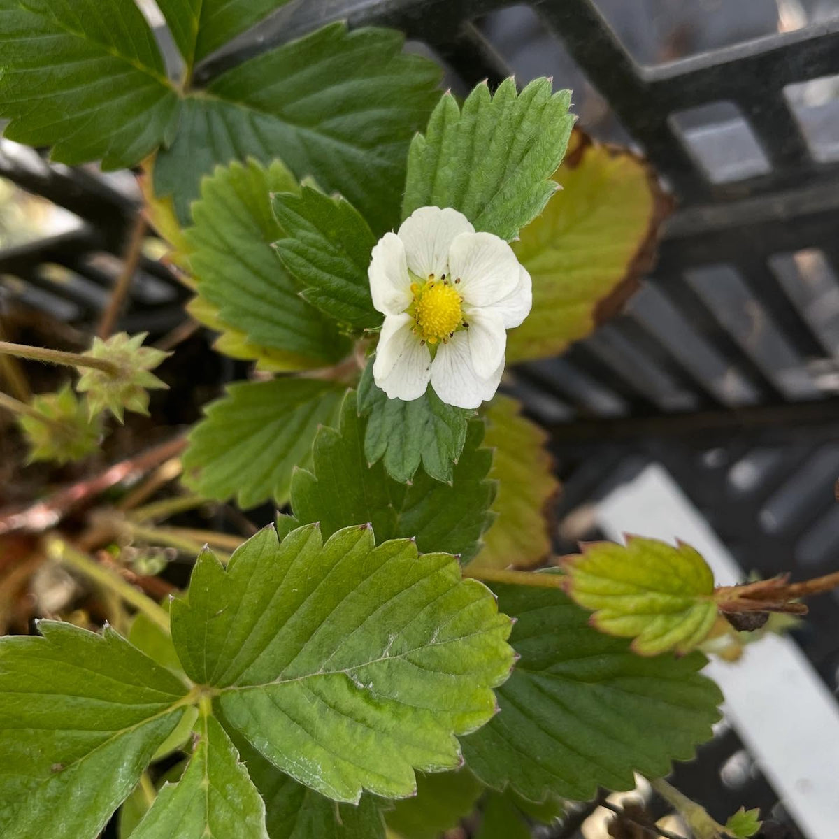 alpine strawberries fruiting into october, image 3 of 3
