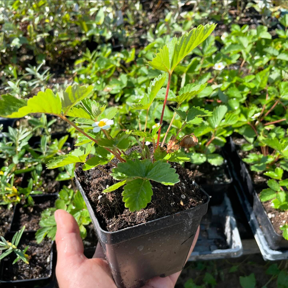 alpine strawberry, image 1 of 3