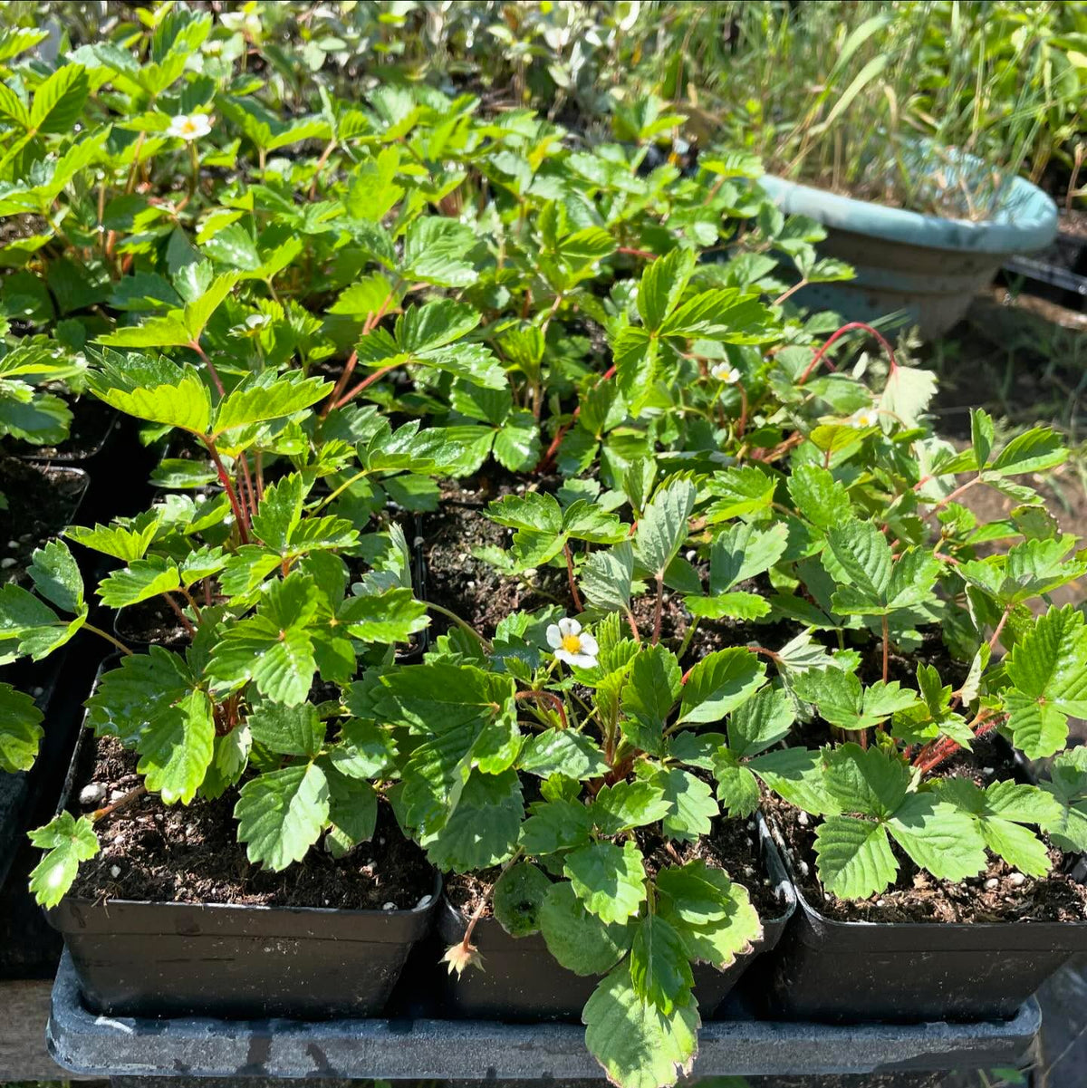 alpine strawberry, image 2 of 3
