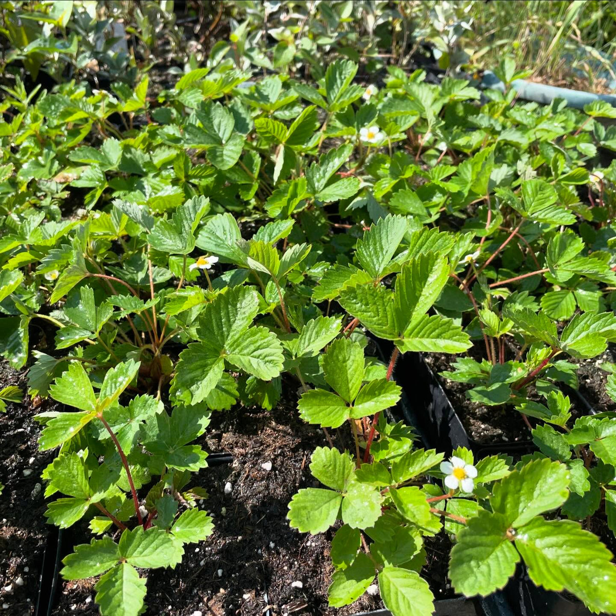 alpine strawberry, image 3 of 3