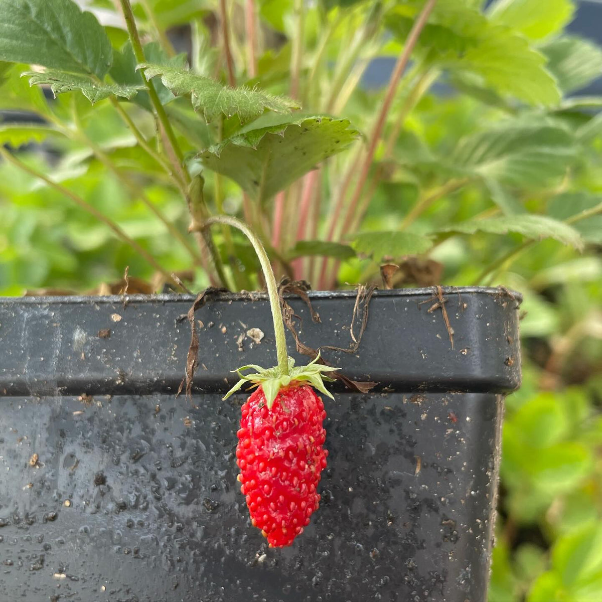 alpine strawberry can have this cool elongated shape, image 1 of 2