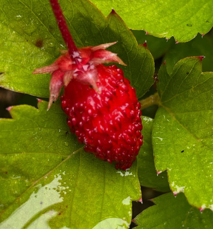 alpine wild strawberry in pots, started last year from seed, image 1 of 3