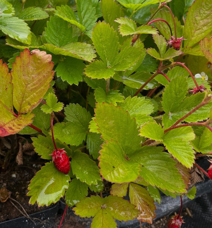 alpine wild strawberry in pots, started last year from seed, image 2 of 3