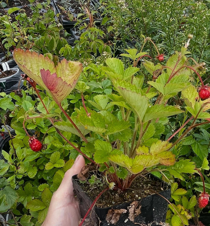 alpine wild strawberry in pots, started last year from seed, image 3 of 3