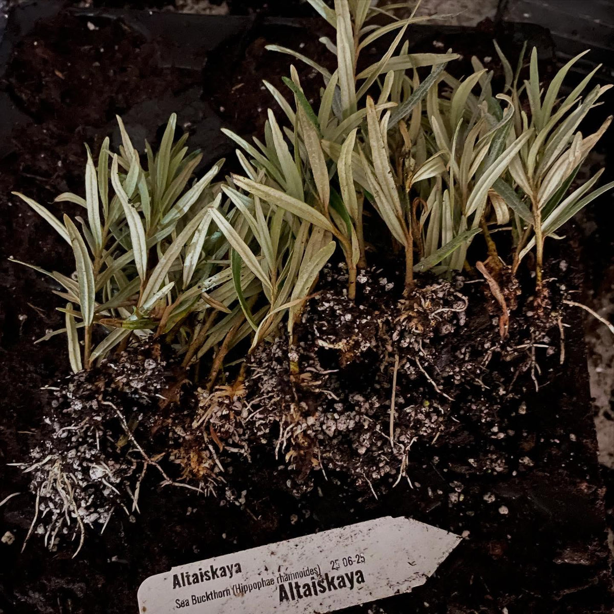 altaiskaya sea buckthorn, double flowering plum, image 1 of 2