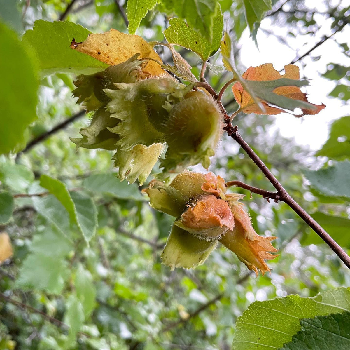 American hazel are just starting to ripen, image 1 of 2