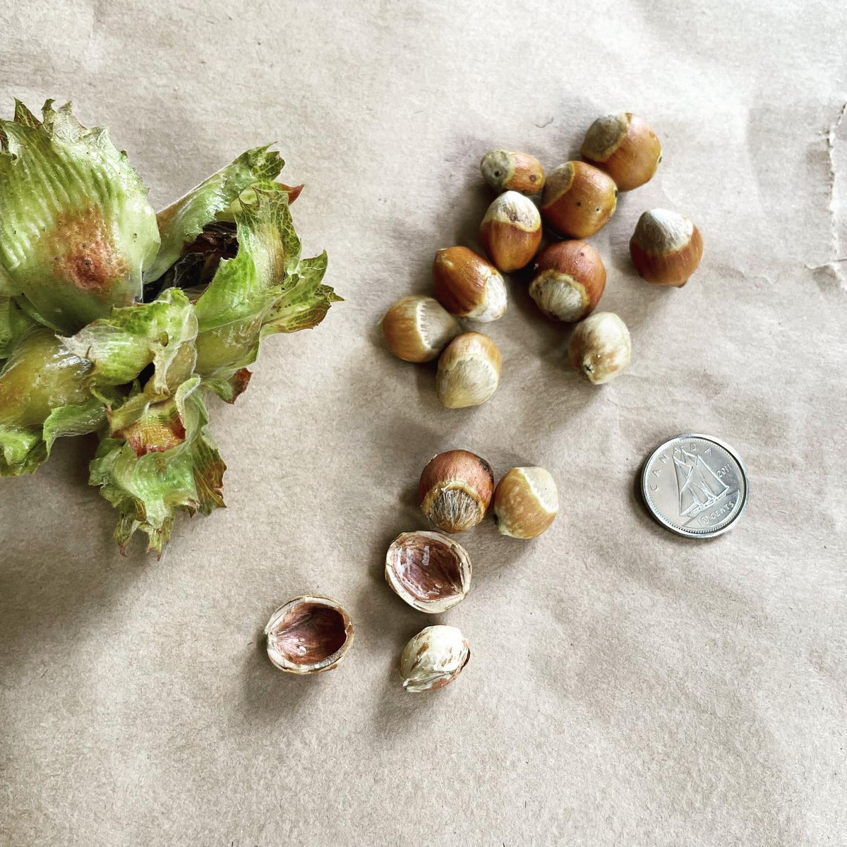 American hazel, collected for seed