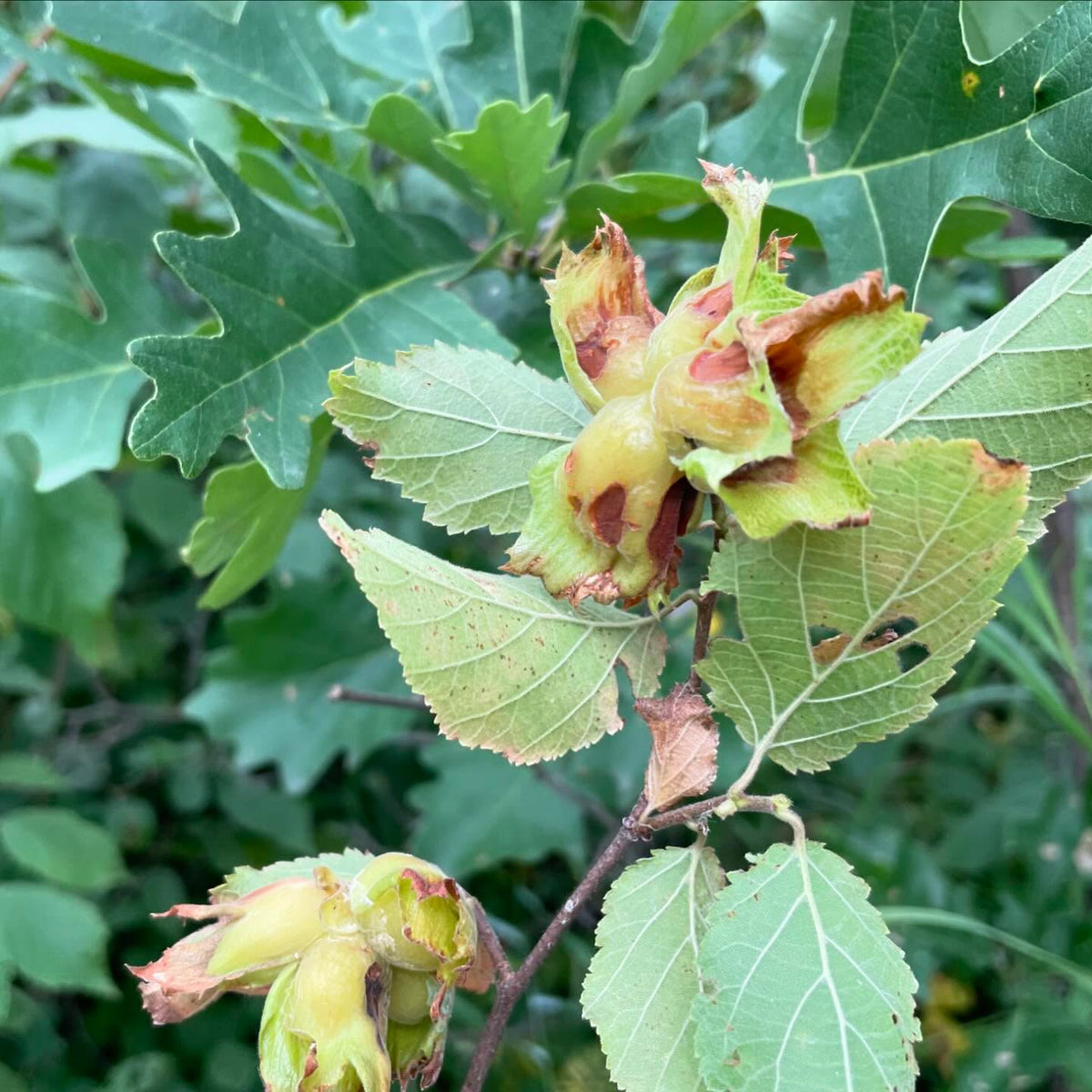 american hazel getting close, maybe next week, image 1 of 3