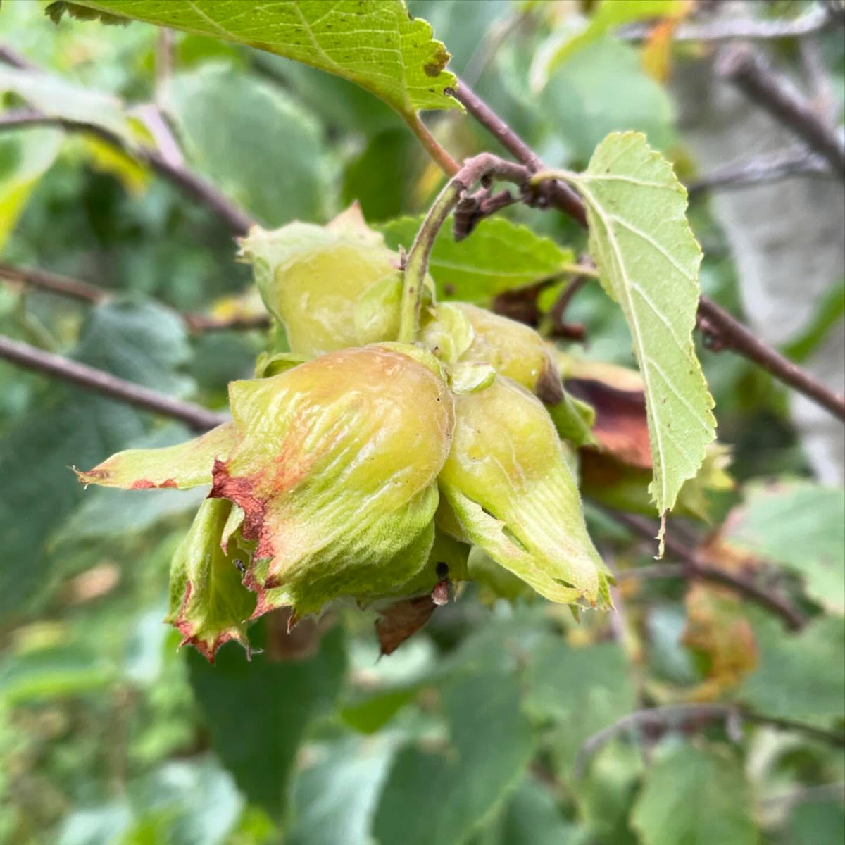 american hazel getting close, maybe next week, image 3 of 3
