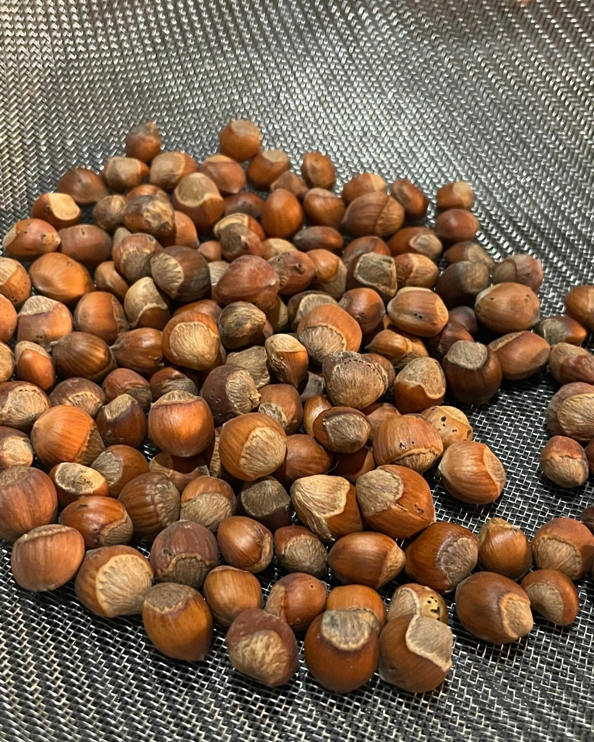 american hazelnut, collected a few big shopping bags this fall for seed, image 1 of 2