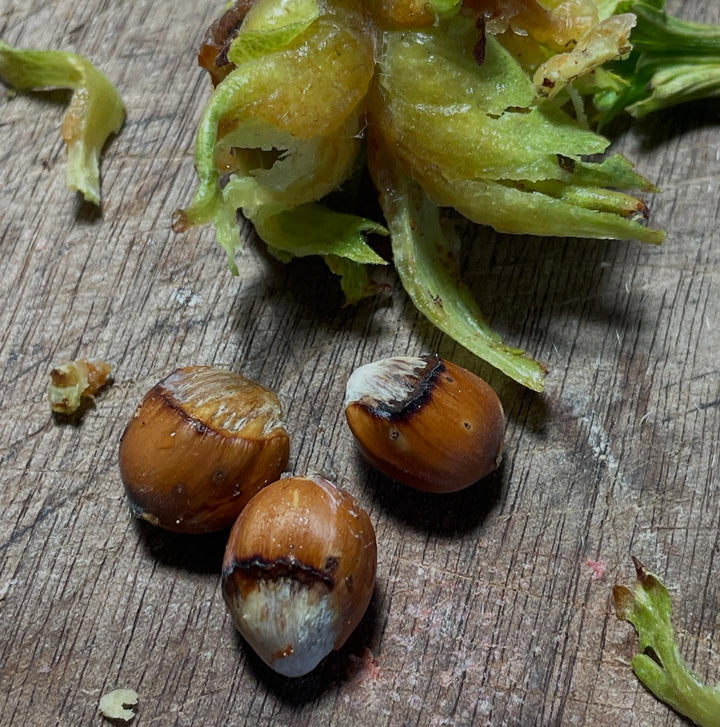 american hazelnut ripe this week, image 1 of 4