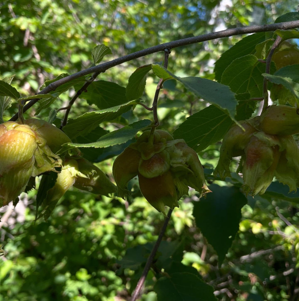 american hazelnut ripe this week, image 2 of 4