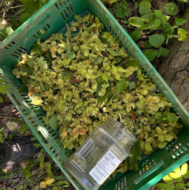 american hazelnut ripe this week, image 3 of 4