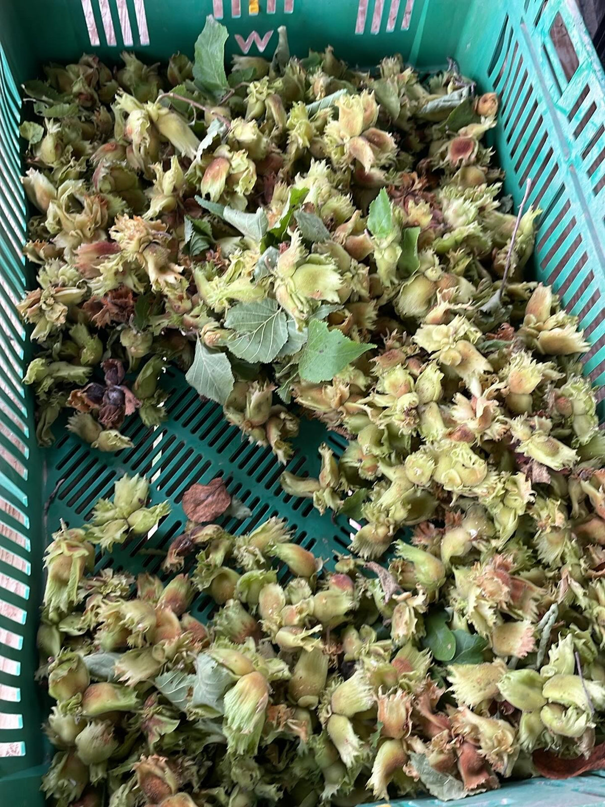 american hazelnut, this is all I could collect this year so will keep them to grow in the spring, won't be any extra
