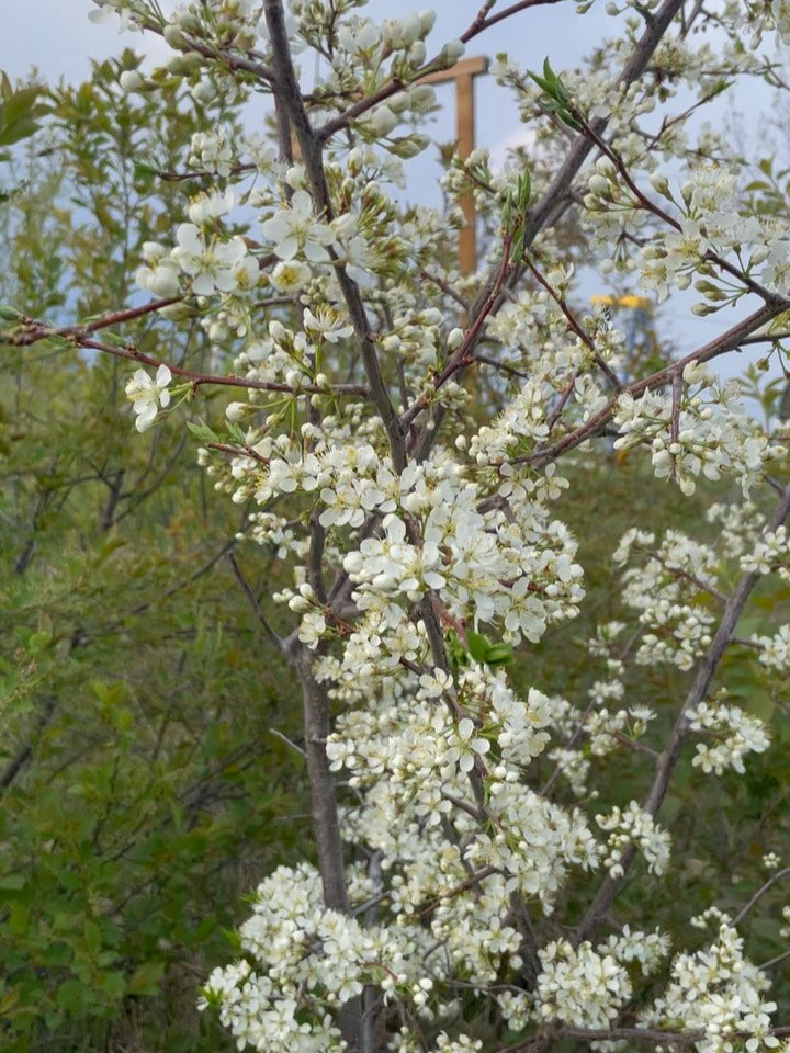 american wild plum, and some juliette, bolshaya, image 1 of 8