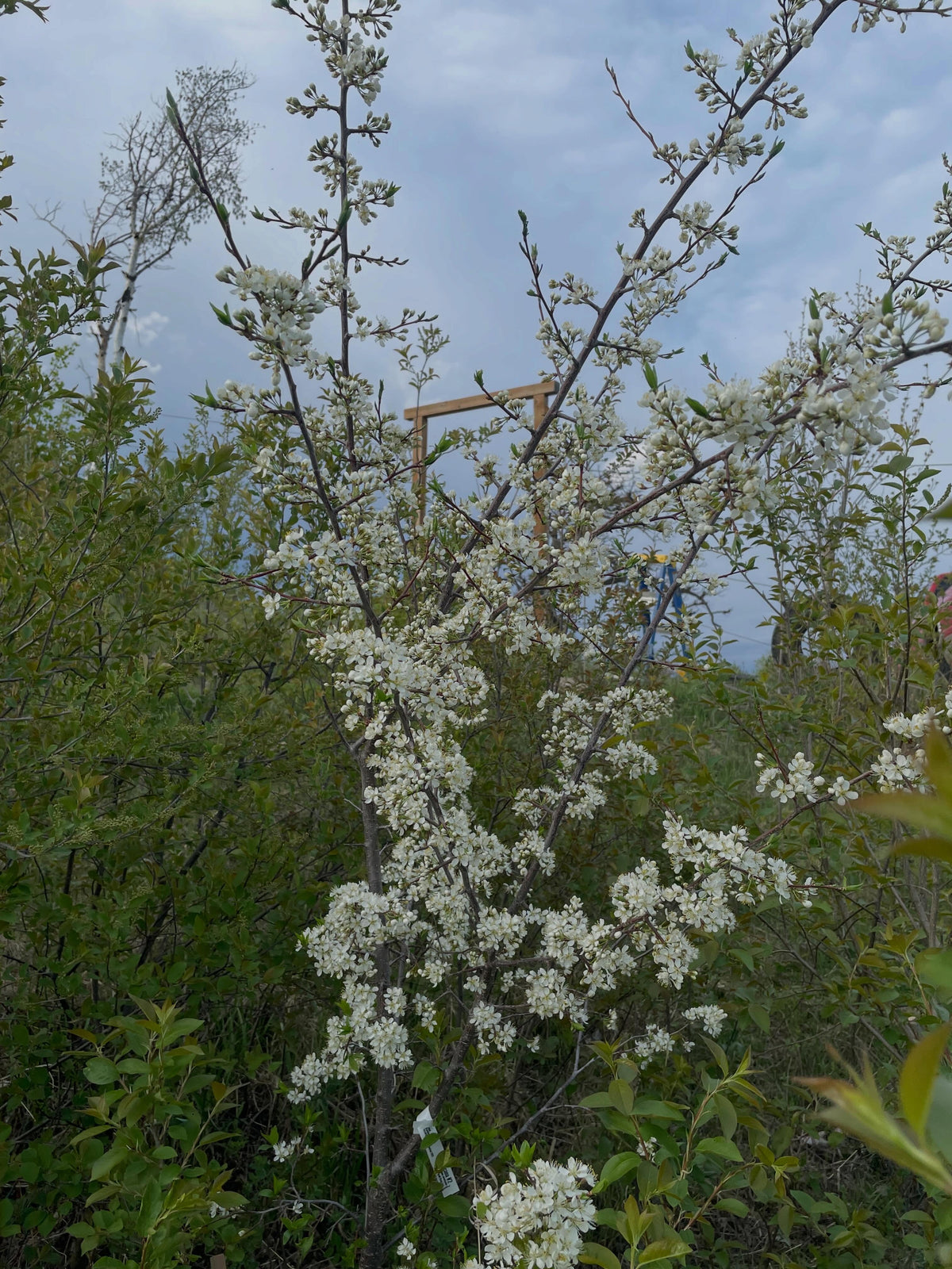 american wild plum, and some juliette, bolshaya, image 2 of 8