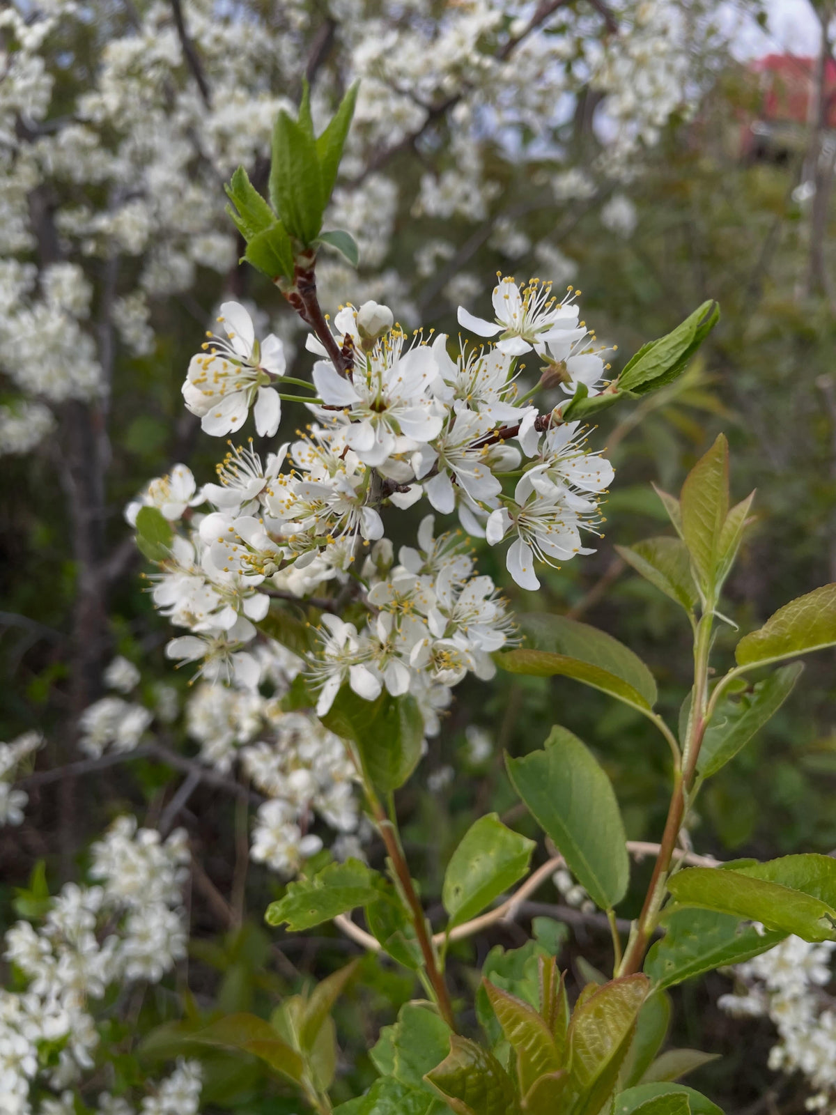 american wild plum, and some juliette, bolshaya, image 3 of 8