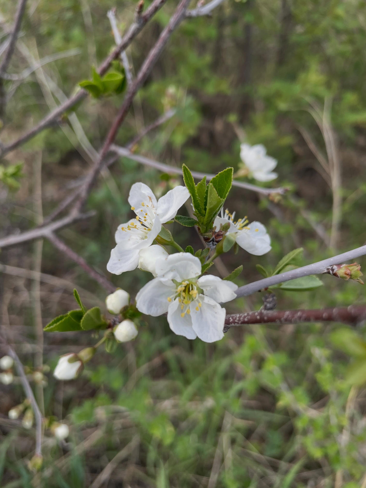 american wild plum, and some juliette, bolshaya, image 4 of 8