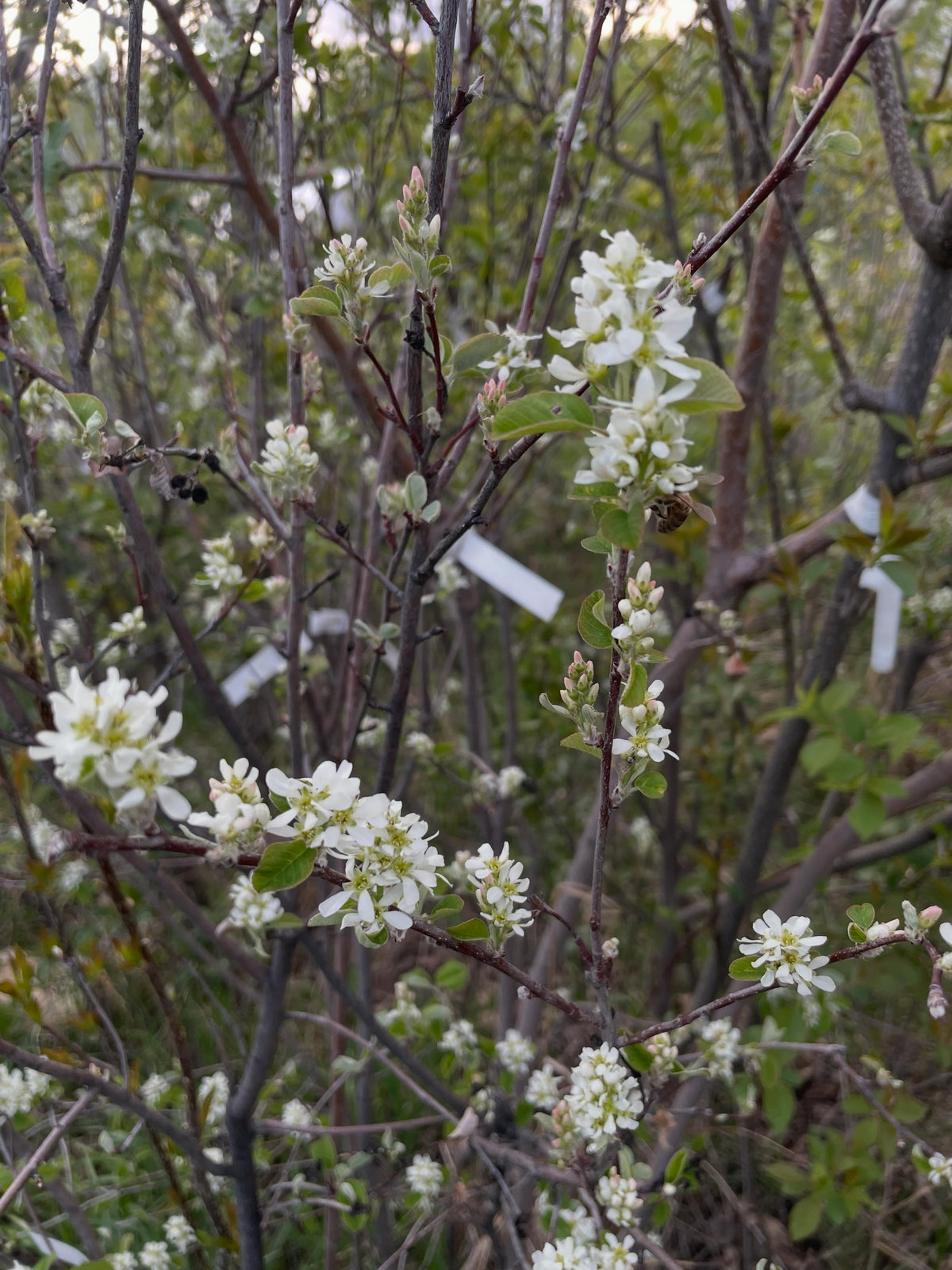 american wild plum, and some juliette, bolshaya, image 5 of 8