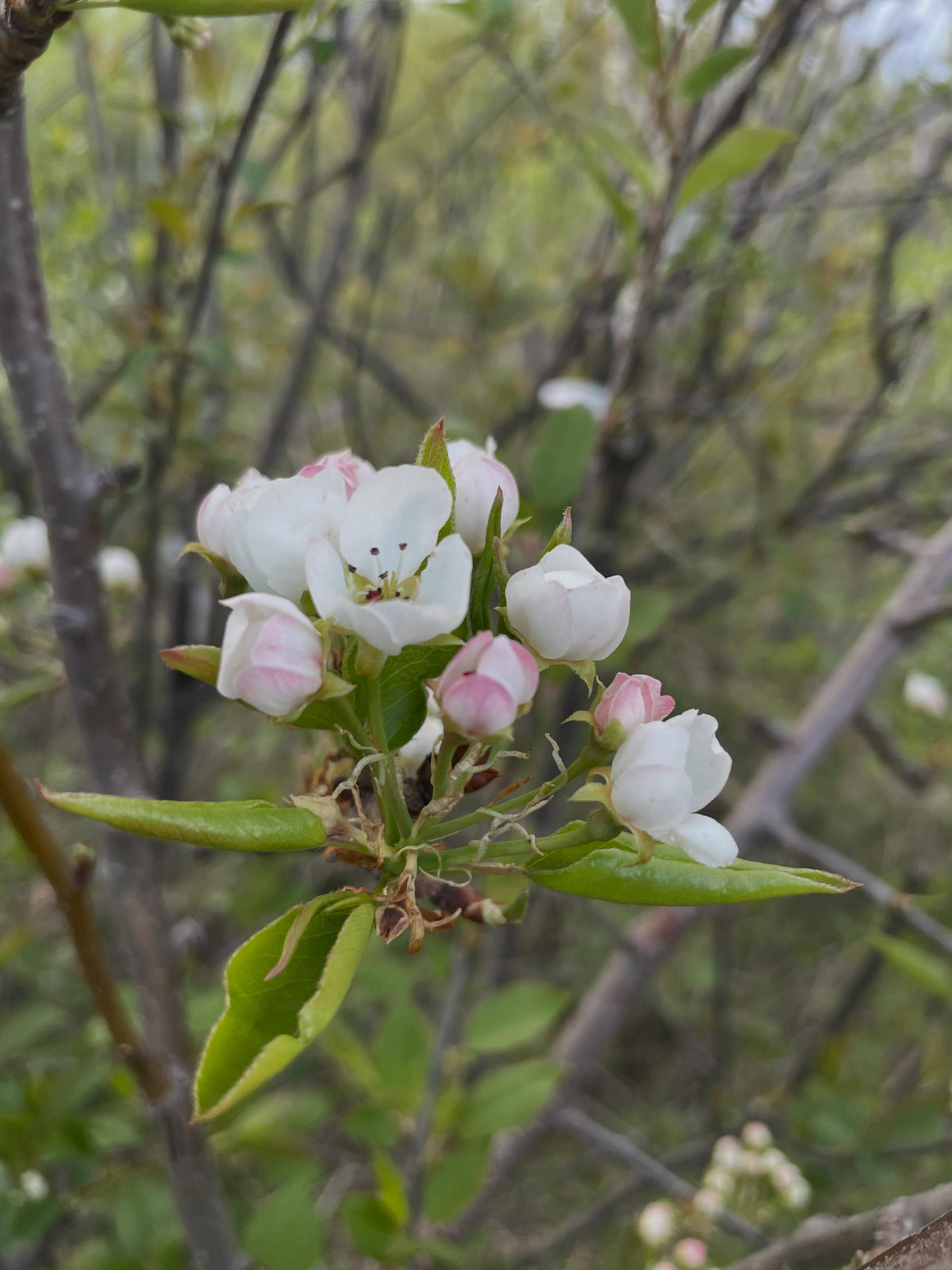 american wild plum, and some juliette, bolshaya, image 6 of 8