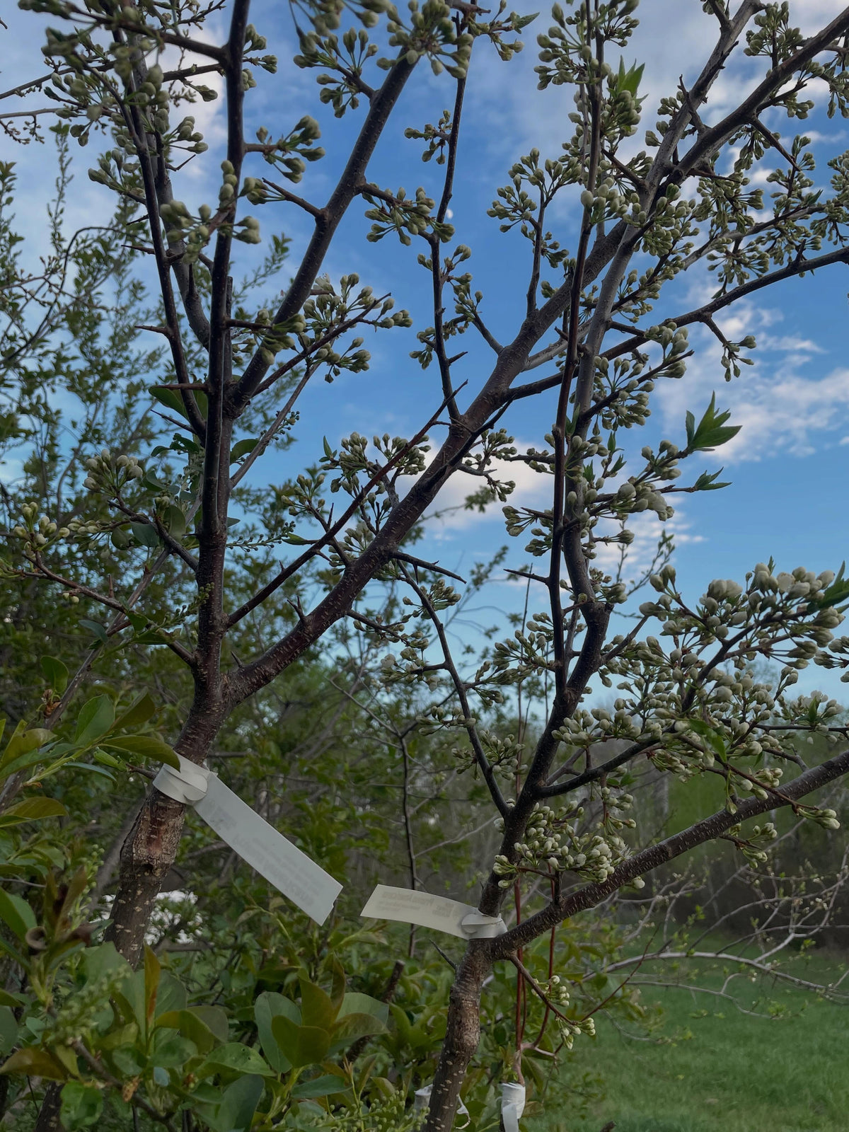 american wild plum, and some juliette, bolshaya, image 8 of 8