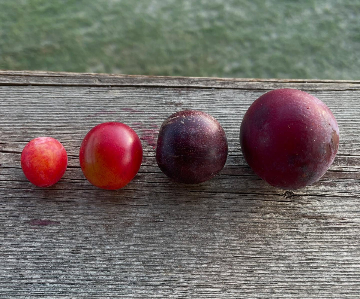 american wild plum, canadian wild plum, sapa cherry plum, pembina plum, image 1 of 2