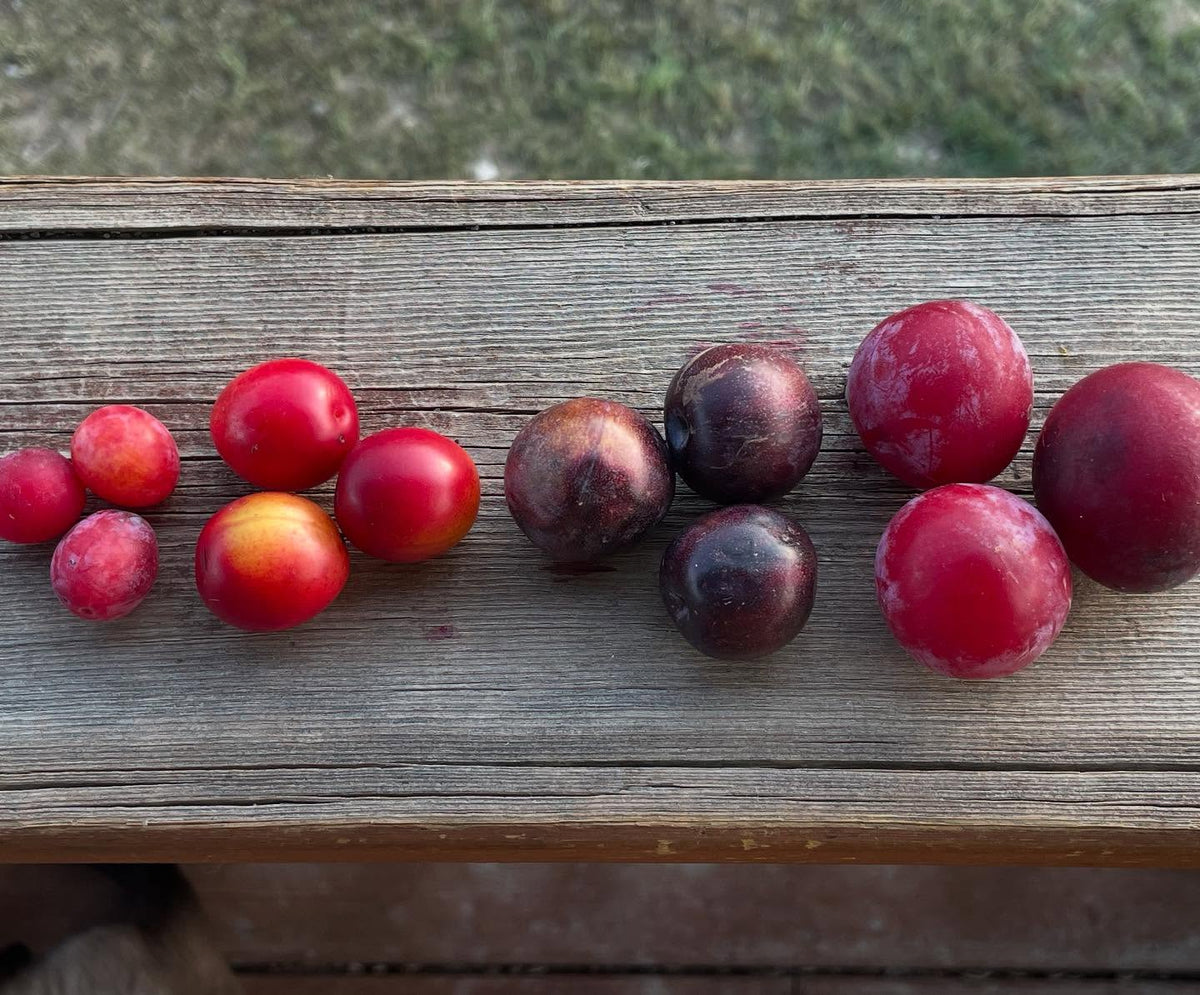 american wild plum, canadian wild plum, sapa cherry plum, pembina plum, image 2 of 2