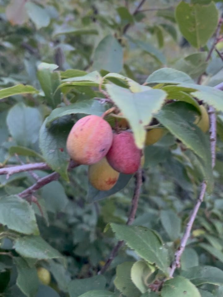 American wild plums at the end of August, photograph 1 of 9