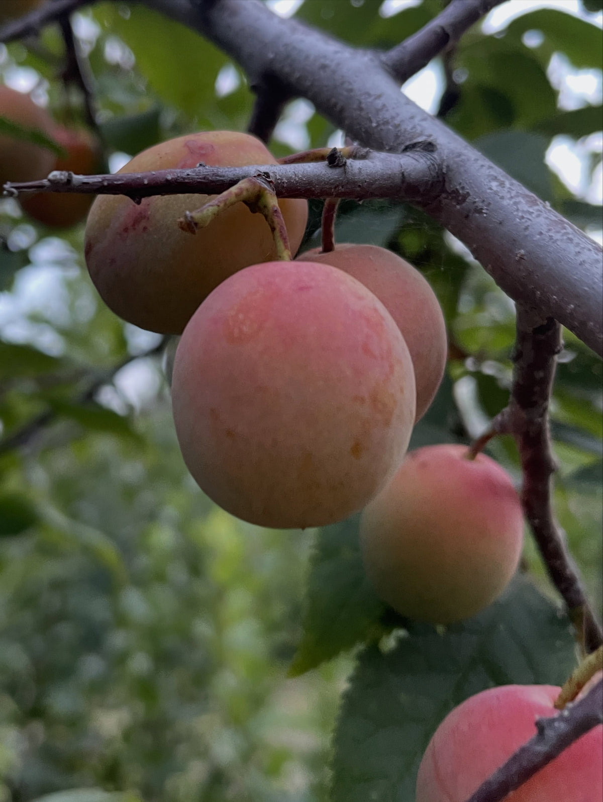 American wild plums at the end of August, photograph 2 of 9