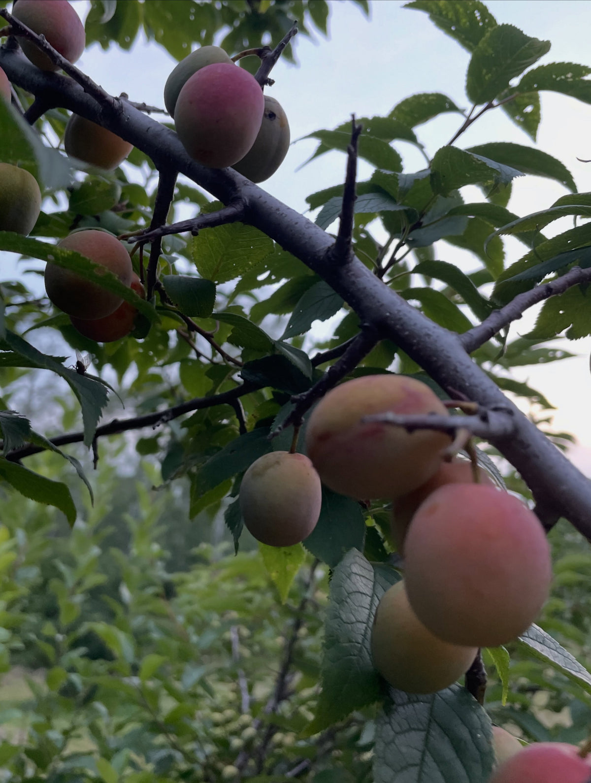 American wild plums at the end of August, photograph 3 of 9