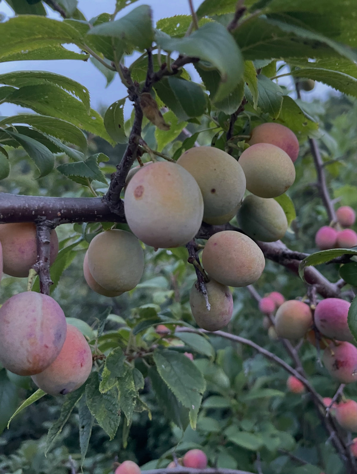 American wild plums at the end of August, photograph 4 of 9