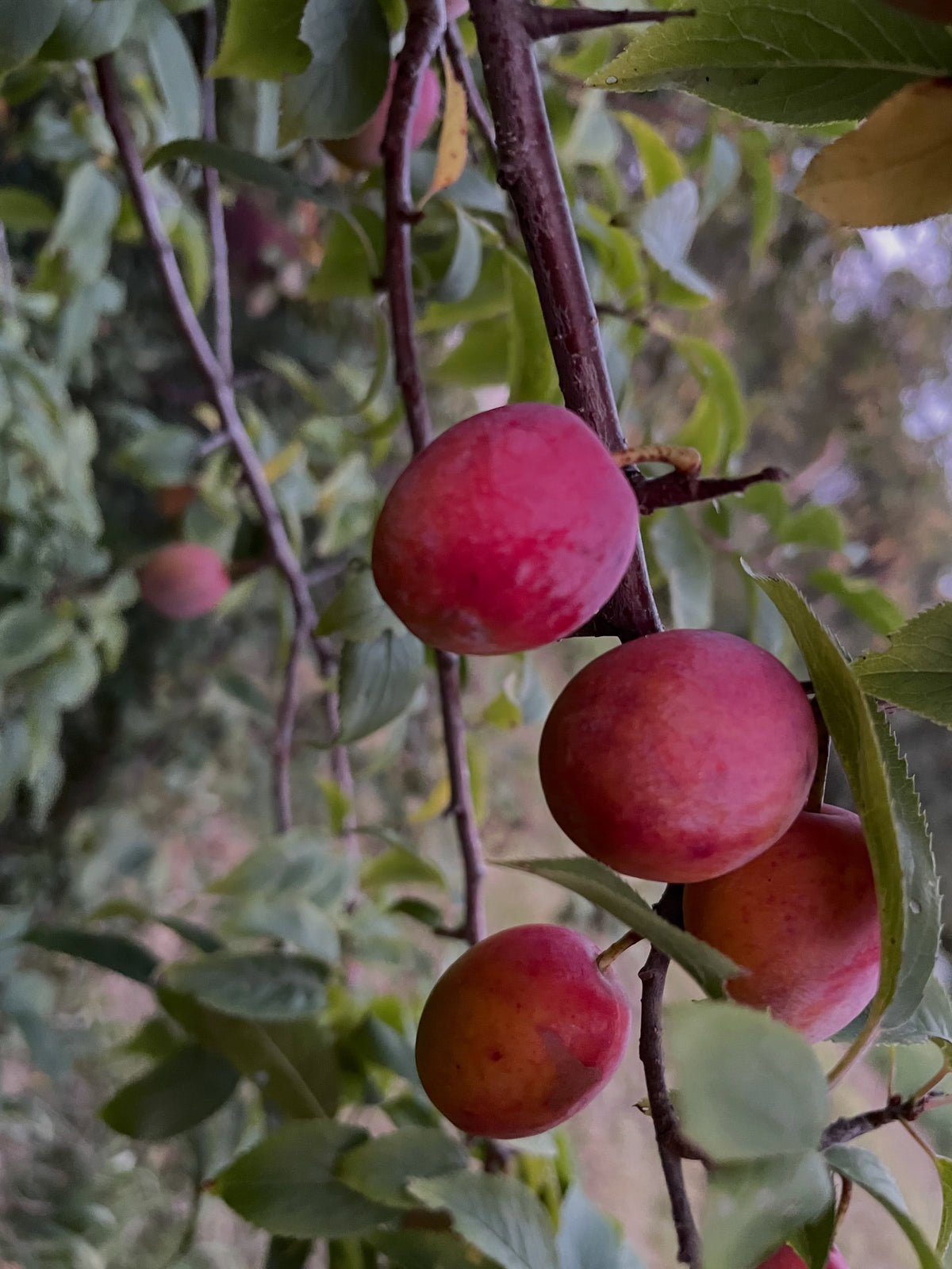 American wild plums at the end of August, photograph 5 of 9
