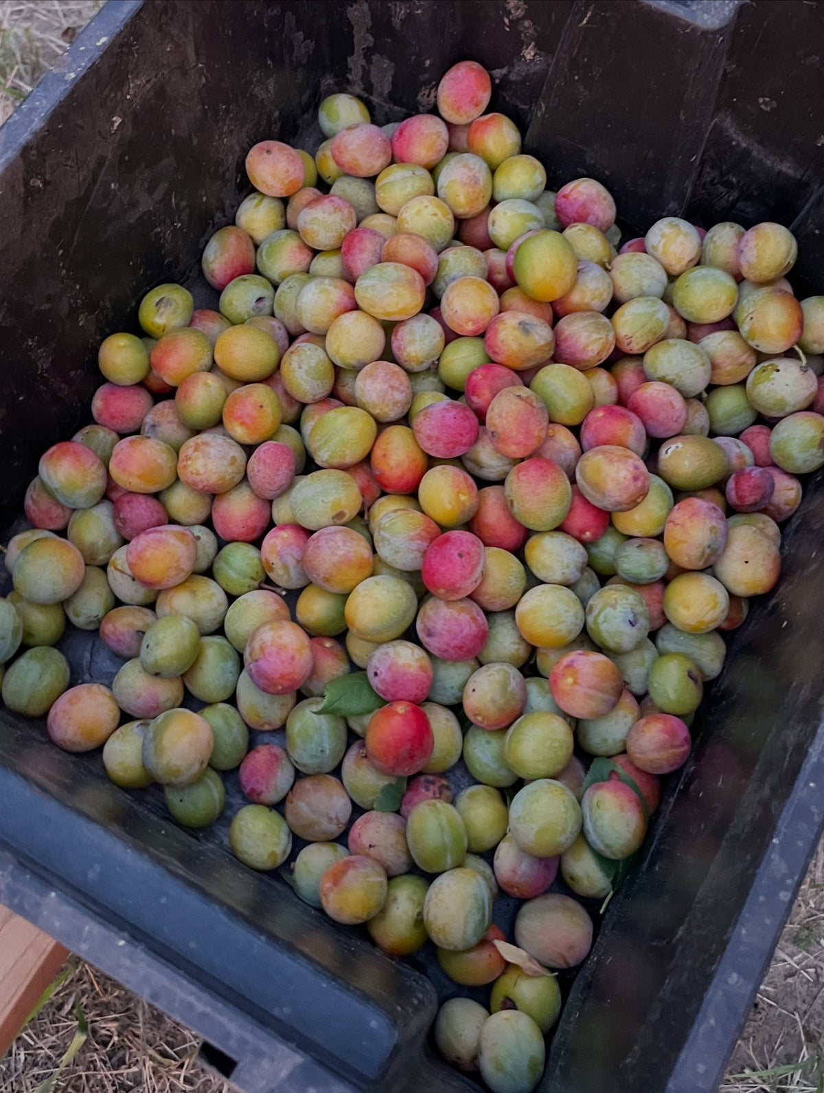 American wild plums at the end of August, photograph 6 of 9