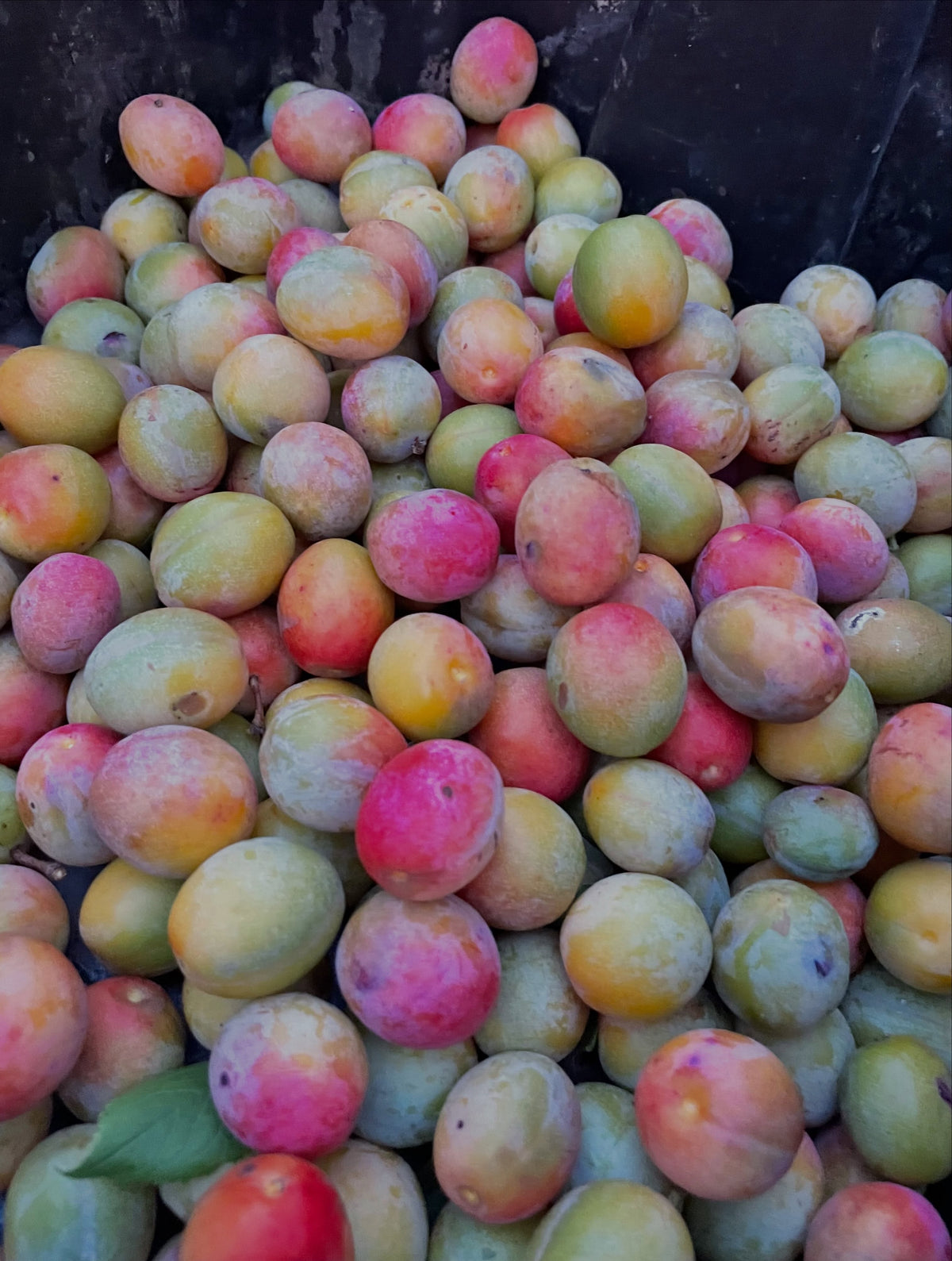 American wild plums at the end of August, photograph 7 of 9