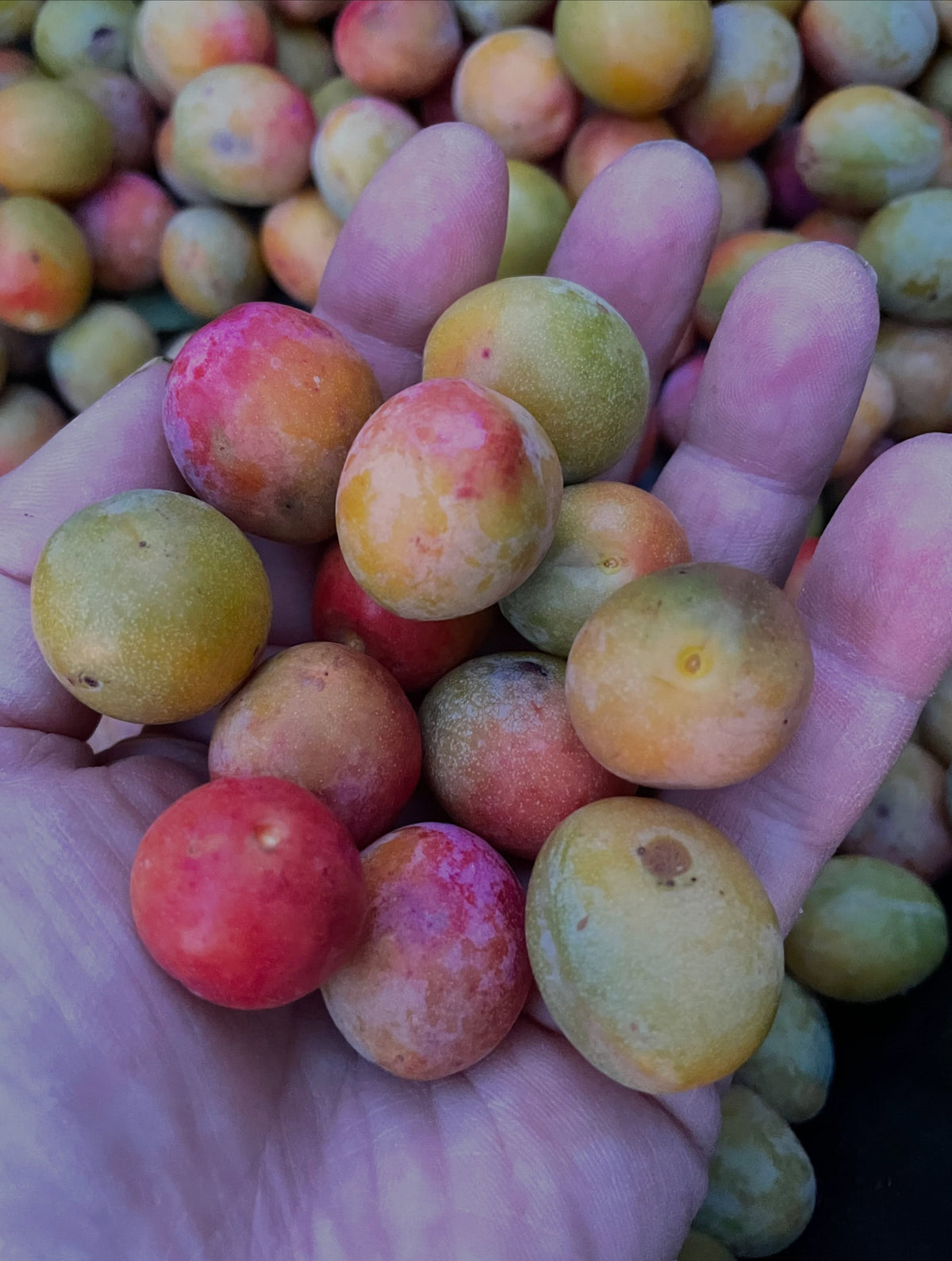 American wild plums at the end of August, photograph 8 of 9
