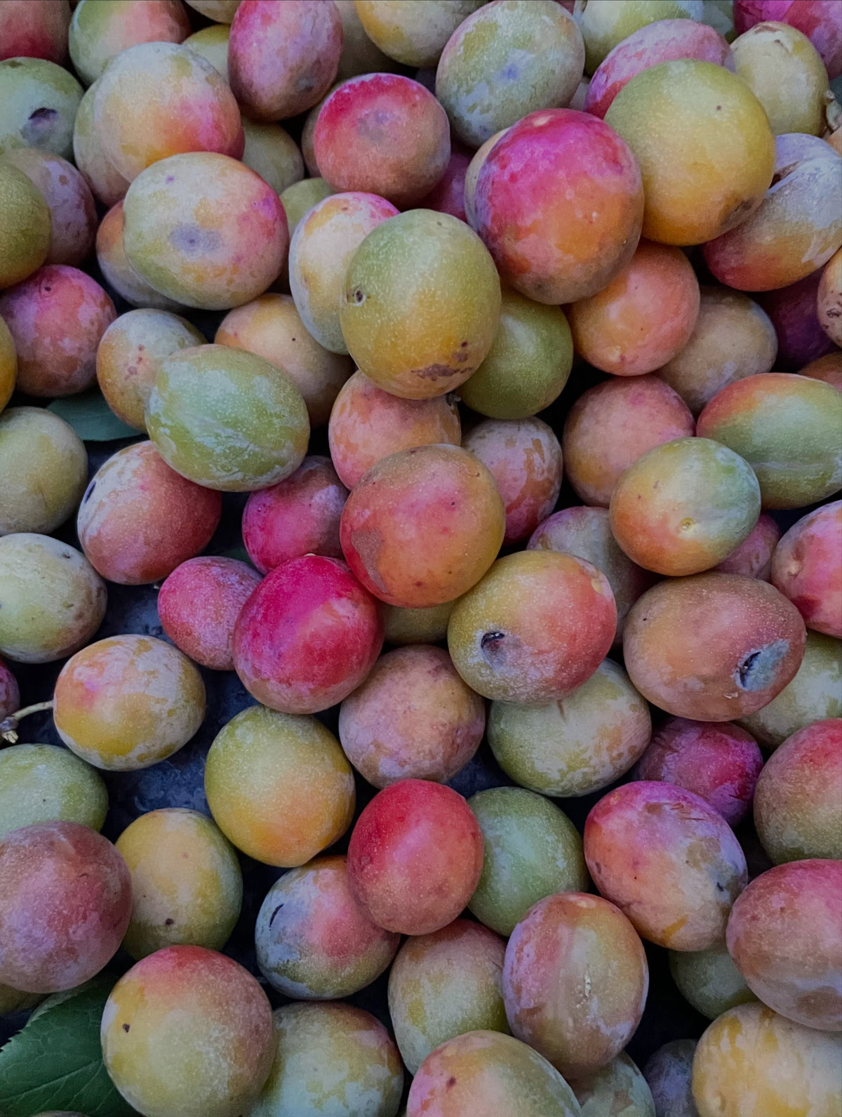 American wild plums at the end of August, photograph 9 of 9