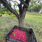 American Wild Plum Seeds (Prunus americana) - Zone 3 - 15 Seeds