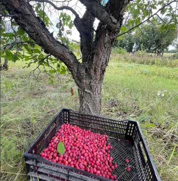 American Wild Plum · 2