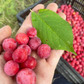 American Wild Plum Seeds (Prunus americana) - Zone 3 - 15 Seeds