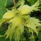 American Hazelnut (Corylus americana)