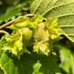 American Hazelnut (Corylus americana)