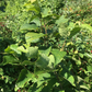 American Hazelnut (Corylus americana)