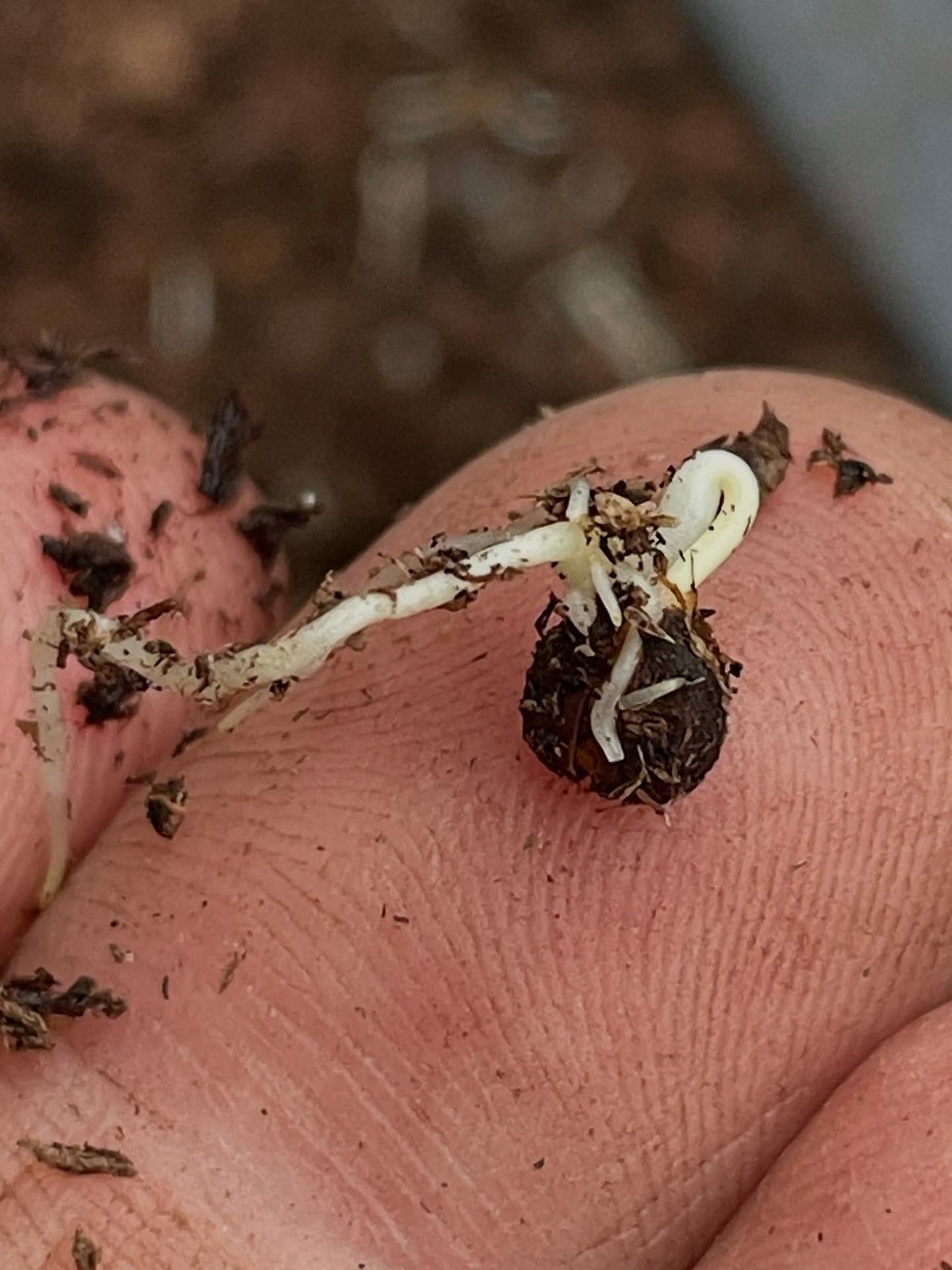 amur grape germinating after five months of stratification, image 1 of 2