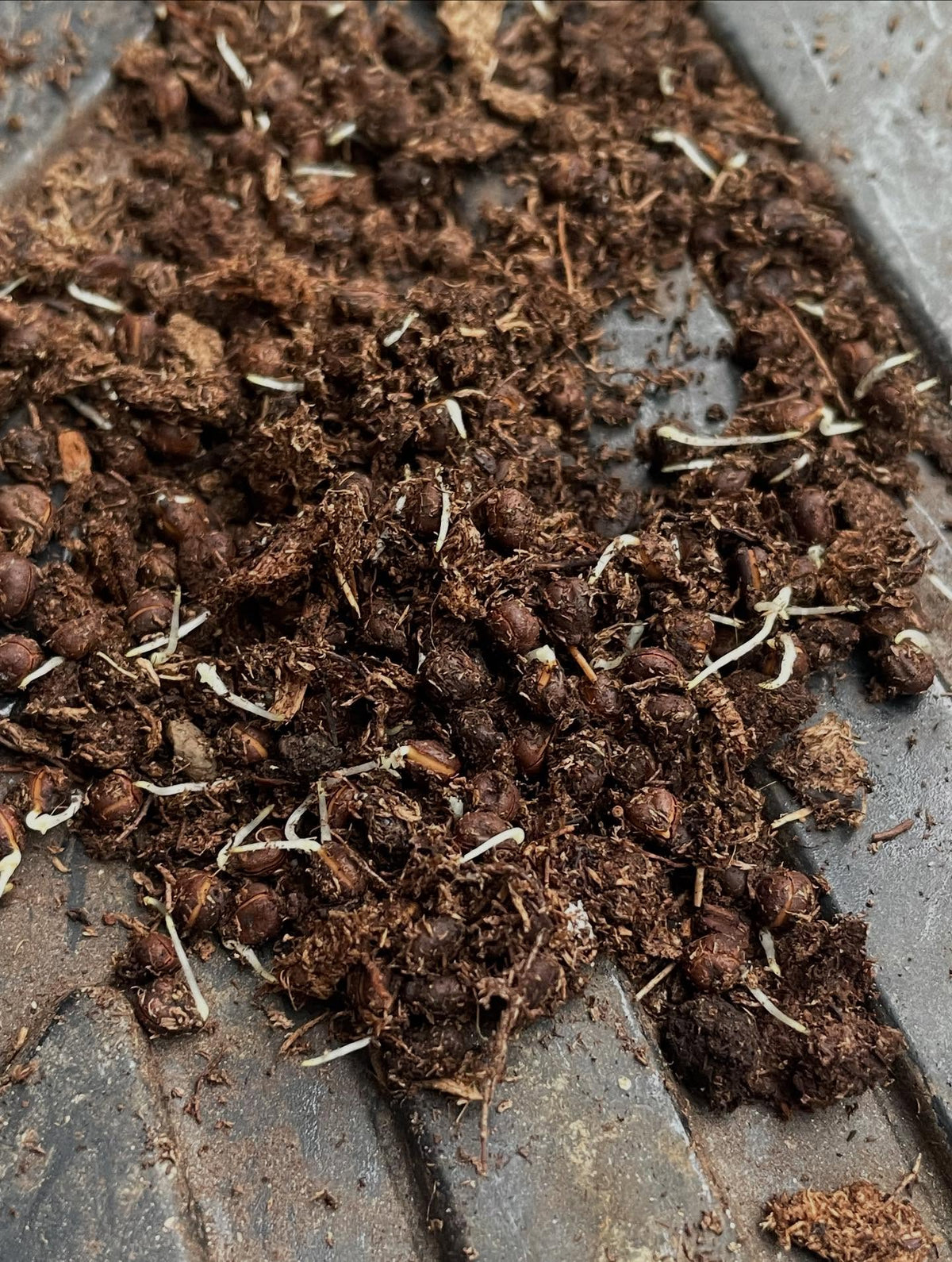 amur grape germinating after five months of stratification, image 2 of 2